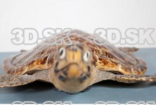 Turtle body photo reference 0057